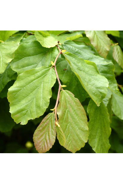 Парротія перська Ванесса листя